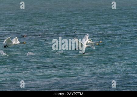 Whooper swans (Cygnus cynus) en partant du lac Shar Nurr dans les montagnes de l'Altaï près de la ville d'Ulgii (Ölgii) dans la province de Bayan-Ulgii à weste Banque D'Images