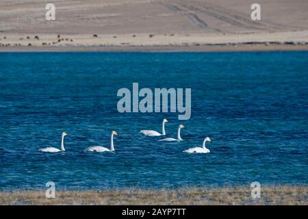 Whooper swans (Cygnus cynus) nageant sur le lac Shar Nurr dans les montagnes de l'Altaï près de la ville d'Ulgii (Ölgii) dans la province de Bayan-Ulgii dans l'ouest de M Banque D'Images