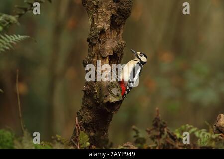 Pic à pois grimpant dans un arbre dans les bois (oiseau de forêt et bois) Banque D'Images