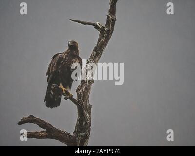 Aigle doré, Aquila chysaetos, oiseau unique sur arbre, Bulgarie, février 2020 Banque D'Images