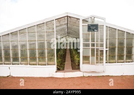 Peintures Ananas dans une serre Banque D'Images
