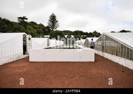Peintures Ananas dans une serre Banque D'Images