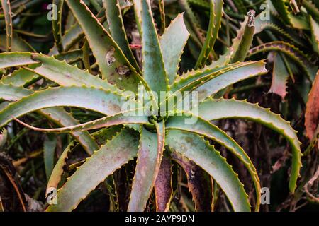 Peintures Ananas dans une serre Banque D'Images