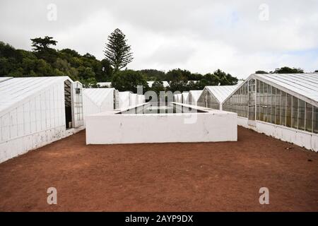 Peintures Ananas dans une serre Banque D'Images