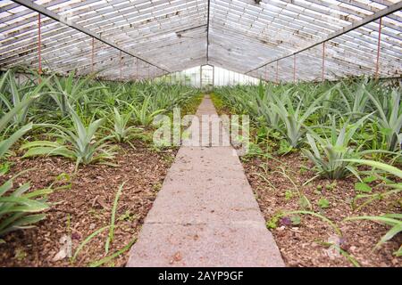 Peintures Ananas dans une serre Banque D'Images