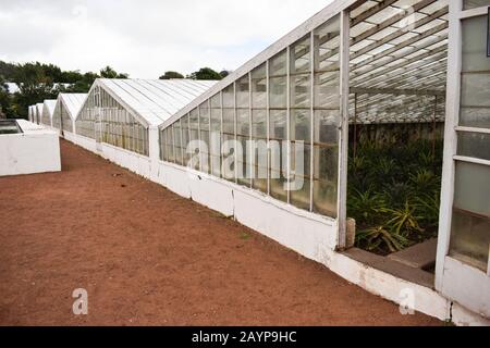 Peintures Ananas dans une serre Banque D'Images