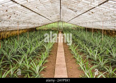 Peintures Ananas dans une serre Banque D'Images