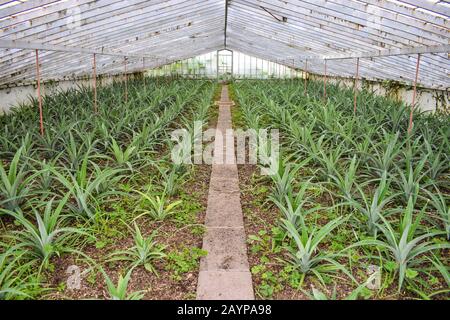 Peintures Ananas dans une serre Banque D'Images