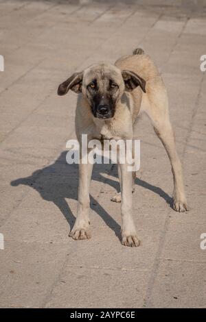 Gris drôle chien errant regarde l'appareil photo. Banque D'Images