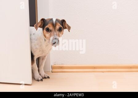 Mignon petit Jack Russell Terrier ressemble curieusement à travers la porte ouverte dans l'appartement. Il se place devant un mur blanc. Banque D'Images