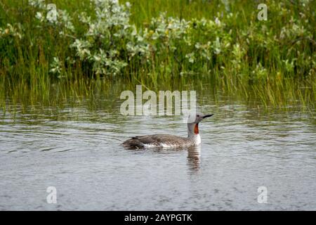 Un loon à gorge rouge (Gavia stellata) près de Holl dans l'est de l'Islande. Banque D'Images