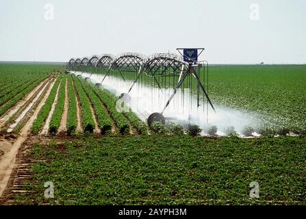 Terry County, Texas: Irrigation estivale de l'aquifère Ogallala pour l'agriculture de coton. Poignée de panhandle du Texas. ©Bob Daemmrich Banque D'Images