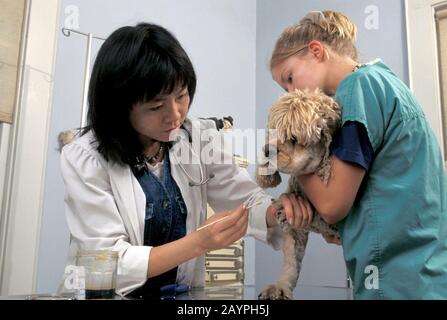 Austin, Texas: Femme vétérinaire asiatique-américaine et son assistant examinent le patient canin. ©Bob Daemmrich Banque D'Images