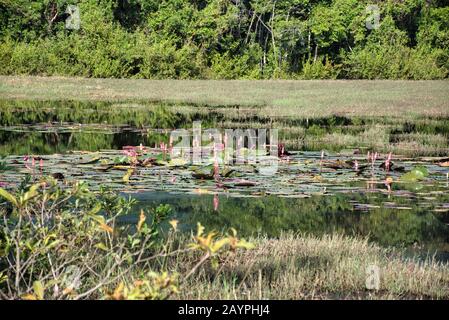 Vue sur le lac avec des néak Poan qui est une île artificielle avec un temple bouddhiste sur une île circulaire Banque D'Images