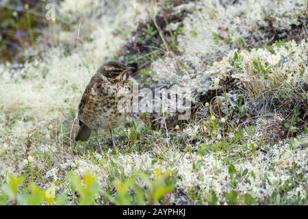 Une Redwing (Turdus iliacus) est à la recherche de nourriture sur le terrain couvert de lichen au lac Myvatn dans le nord-est de l'Islande. Banque D'Images