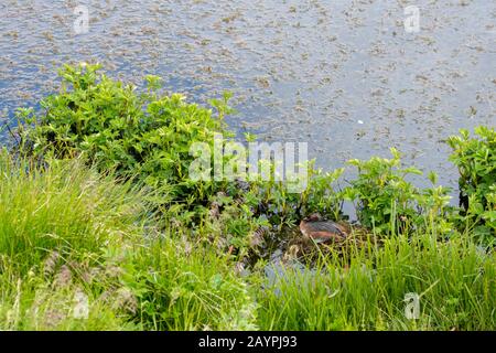 Un grèbe slave (Podiceps auritus) sur son nid le long du lac Myvatn dans le nord-est de l'Islande. Banque D'Images