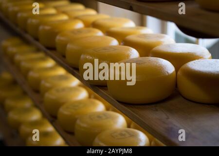 Roues à fromage sur une étagère Banque D'Images