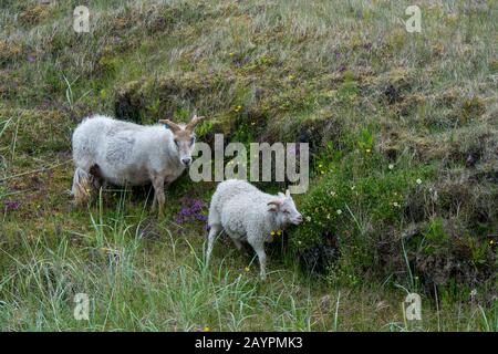 Le pâturage des moutons dans un vieux champ de lave surcultivé avec la végétation à Budir sur la péninsule de Snaefellsnes dans l'ouest de l'Islande. Banque D'Images