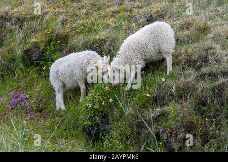 Le pâturage des moutons dans un vieux champ de lave surcultivé avec la végétation à Budir sur la péninsule de Snaefellsnes dans l'ouest de l'Islande. Banque D'Images