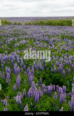 Un champ de Lupins de Nootka (Lupinus nootkatensis) à l'Ingjaldsholskirkja sur la péninsule de Snaefellsnes dans l'ouest de l'Islande. Banque D'Images