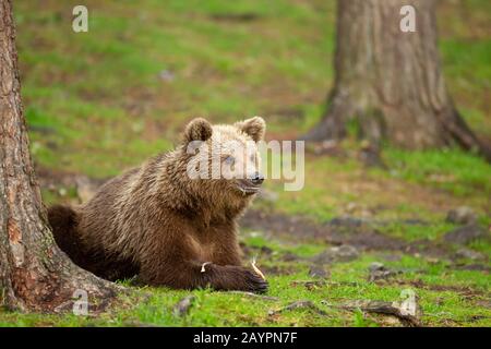L'ours brun eurasien (Ursus arctos arctos) se nourrit