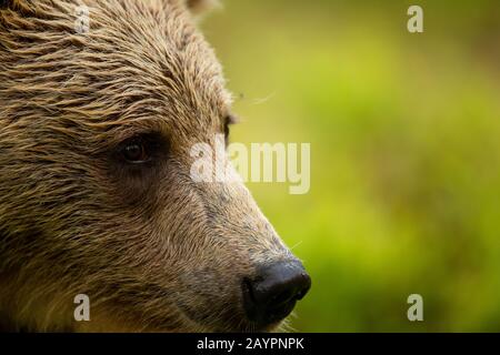 Portrait de l'ours brun eurasien (Ursus arctos arctos) Banque D'Images