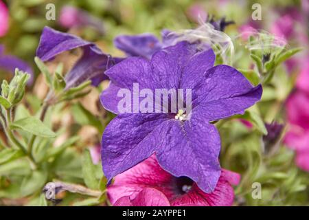 Pétunia pétunia hybrida coloré fleurs Fleuries Fleuries avec des pétunias multicolores. Banque D'Images