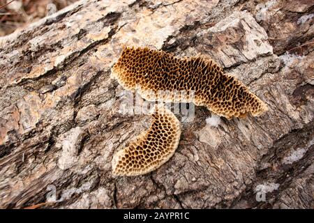 Tramete de TROG. Pores en nid d'abeilles d'un champignon Trametes trogii, qui se développe sur le tronc d'un arbre noir mort en bois de coton. Banque D'Images