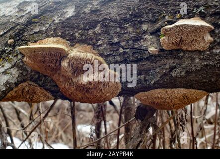 Tramete de TROG. Le sous-siside des champignons Trametes trogii qui se développent sur un bois noir mort de bois de coton, montrant les pores tootily, de type nid d'abeilles. Banque D'Images