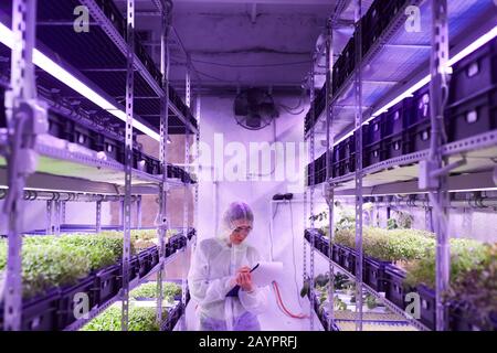 Portrait grand angle de l'ingénieur agricole féminin écrivant dans le presse-papiers tout en se tenant entre les étagères de la pépinière de plantes serres éclairé par lumière bleue, espace de copie Banque D'Images