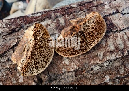 Tramete de TROG. Pores en nid d'abeilles d'un champignon Trametes trogii, qui se développe sur le tronc d'un arbre noir mort en bois de coton. Banque D'Images