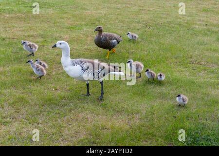 Une famille d'oies uplanes ou d'oies Magellan (Chloephaga picta) dans le parc national de Torres del Paine, dans le sud du Chili. Banque D'Images