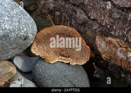 Tramete de TROG. Pores en nid d'abeilles d'un champignon Trametes trogii, qui se développe sur le tronc d'un arbre noir mort en bois de coton. Banque D'Images