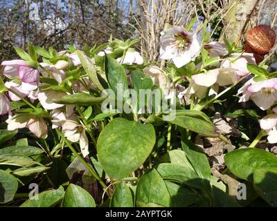 Schneerose, Christrose oder Schwarze Nieswurz (Helleborus niger) - blühende Pflanze Banque D'Images