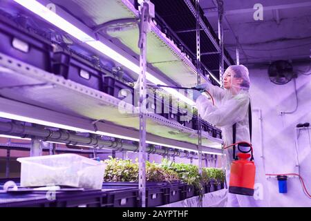 Vue latérale portrait d'un ingénieur agricole féminin vaporisant de l'engrais en travaillant dans une serre de pépinière de plantes éclairée par un bleu clair, espace de copie Banque D'Images