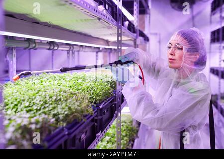 Portrait d'un ingénieur agricole féminin pulvérisant de l'engrais tout en travaillant dans la pépinière de plantes serres éclairées par la lumière bleue, espace de copie Banque D'Images