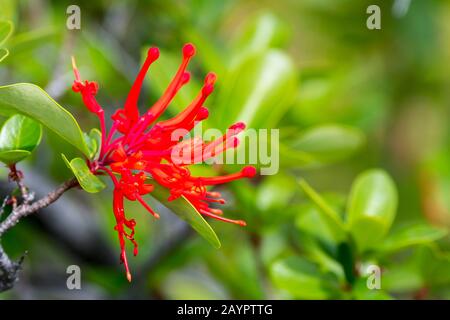 Gros plan sur Embothrium coccineum, communément connu sous le nom de firetree chilien, pompier chilien ou Notro dans le parc national de Los Glaciares près d'El Calafate, A. Banque D'Images