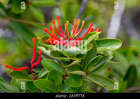 Gros plan sur Embothrium coccineum, communément connu sous le nom de firetree chilien, pompier chilien ou Notro dans le parc national de Los Glaciares près d'El Calafate, A. Banque D'Images