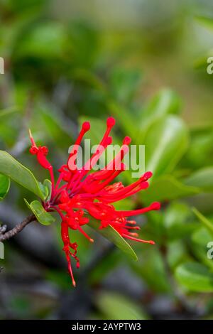 Gros plan sur Embothrium coccineum, communément connu sous le nom de firetree chilien, pompier chilien ou Notro dans le parc national de Los Glaciares près d'El Calafate, A. Banque D'Images