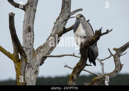 Un buzzard-aigle (Geranoaetus melanoleucus) à la mode noir est perché dans un arbre du parc national de Los Glaciares, près d'El Calafate, en Argentine. Banque D'Images