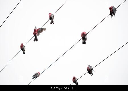 Un troupeau australien de perroquets de galah roses et gris (Eolophus roseicapilla) préentant sur des fils électriques Banque D'Images