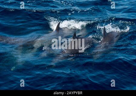 Un groupe de dauphins tachetés pantropicaux (Stenella atténuata) marsouins dans l'océan Pacifique au large de la côte du Panama. Banque D'Images
