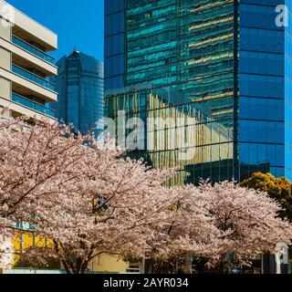 Printemps à Tokyo entre modernité et tradition. Fleurs roses merisier fleuries devant les gratte-ciel modernes du quartier de Roppongi Banque D'Images