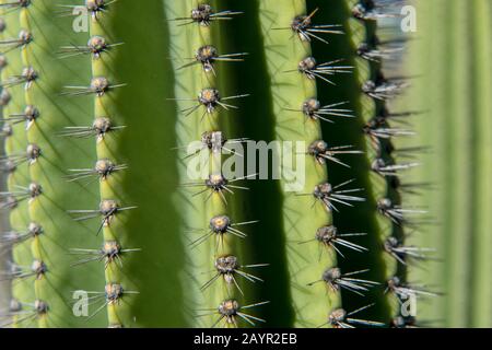Gros plan d'un cactus de Candelabra sur l'île de San Cristobal (Isla San Cristobal) ou l'île de Chatham, les îles de Galapagos, Équateur. Banque D'Images