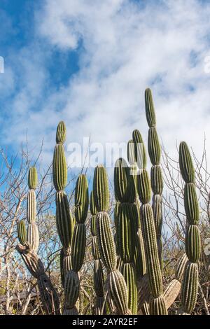 Candelabra Cactus Sur L'Île San Cristobal (Isla San Cristobal) Ou L'Île Chatham, Les Îles Galapagos, Équateur. Banque D'Images