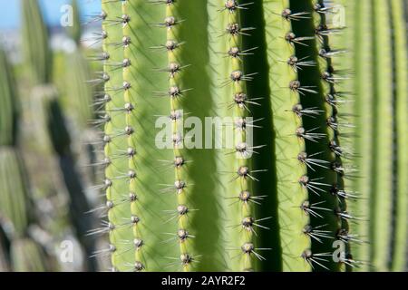 Gros plan d'un cactus de Candelabra sur l'île de San Cristobal (Isla San Cristobal) ou l'île de Chatham, les îles de Galapagos, Équateur. Banque D'Images