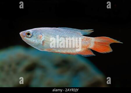 Poisson paradis, paradis, paradisefish gourami (Macropodus partie operculaire), natation Banque D'Images