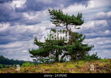 PIN écossais, PIN écossais (Pinus sylvestris), pin formé par le vent dans la région de l'heptaise à Sauerland, Allemagne, Rhénanie-du-Nord-Westphalie, Pays aigre Banque D'Images