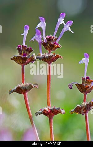 Henbit dead-nettle, commun deadnettle (Lamium amplexicaule), blooming, Allemagne Banque D'Images