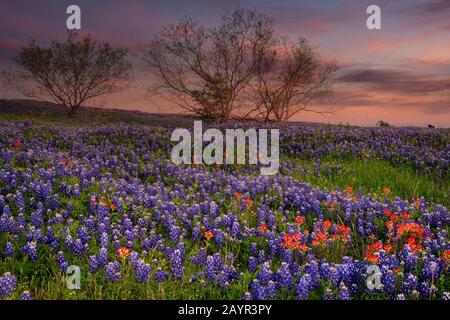 Bluebonnet rempli pré au Sentier Bluebonnet Ennis dans Ellis County, Texas. Banque D'Images